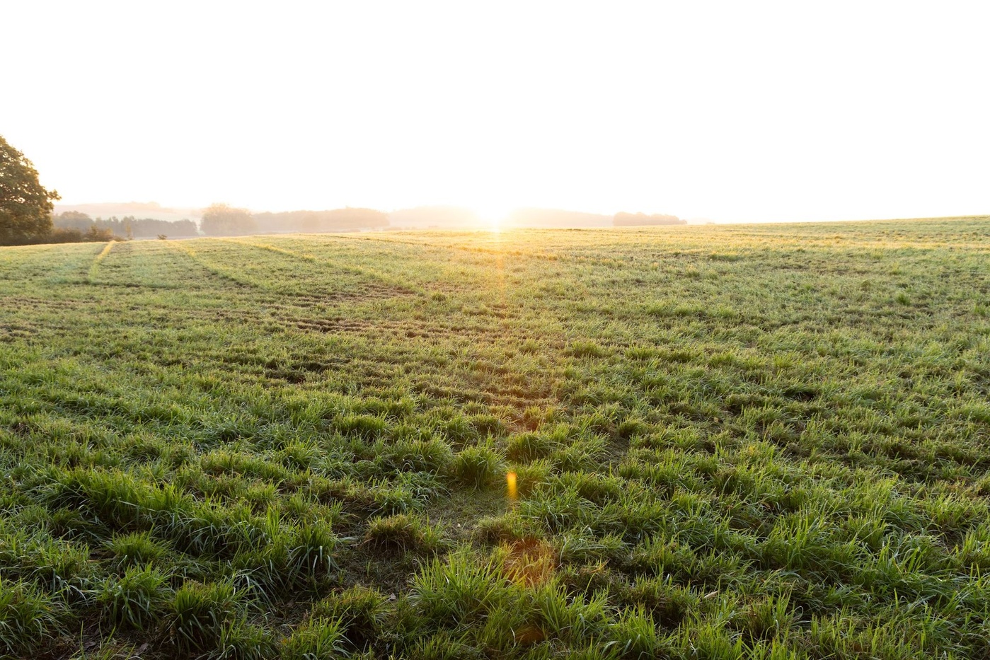 Weiland met dauw bij zonsopgang aan het begin van een expeditiedag