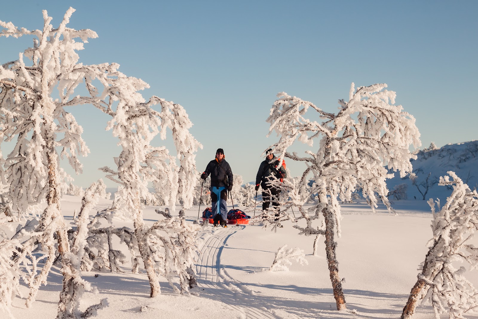 Frost covered birches on the Nordkalotten
