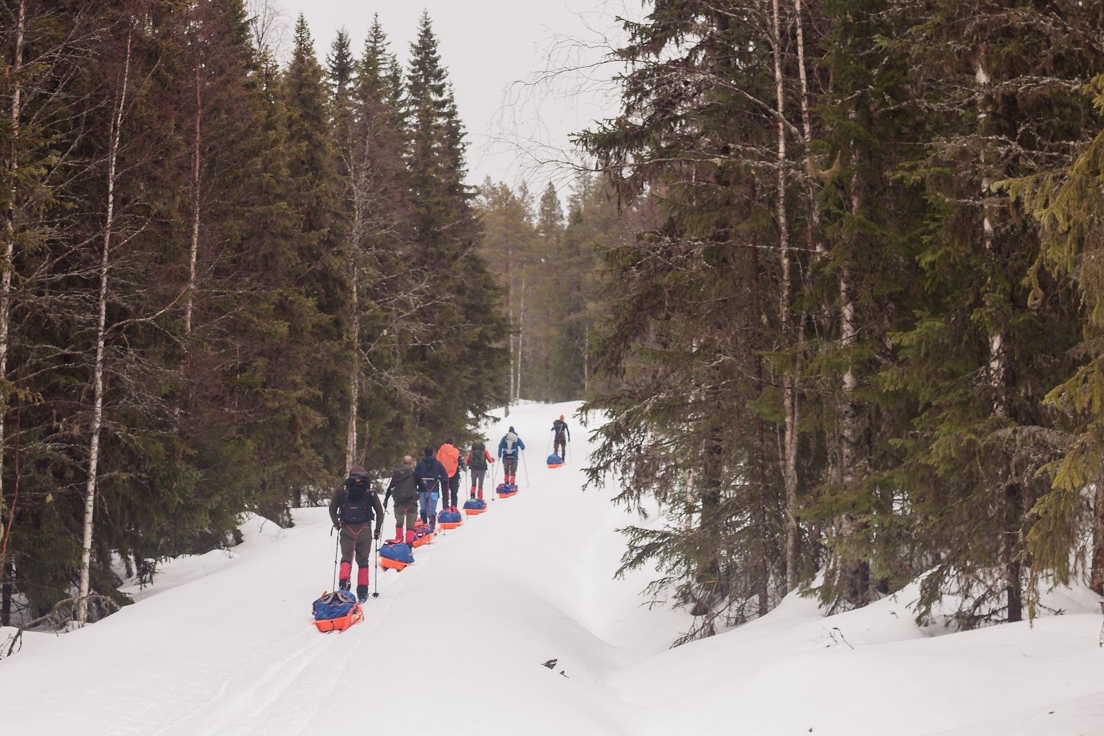 Line of pulkas through snowy forest on the Nordkalotten