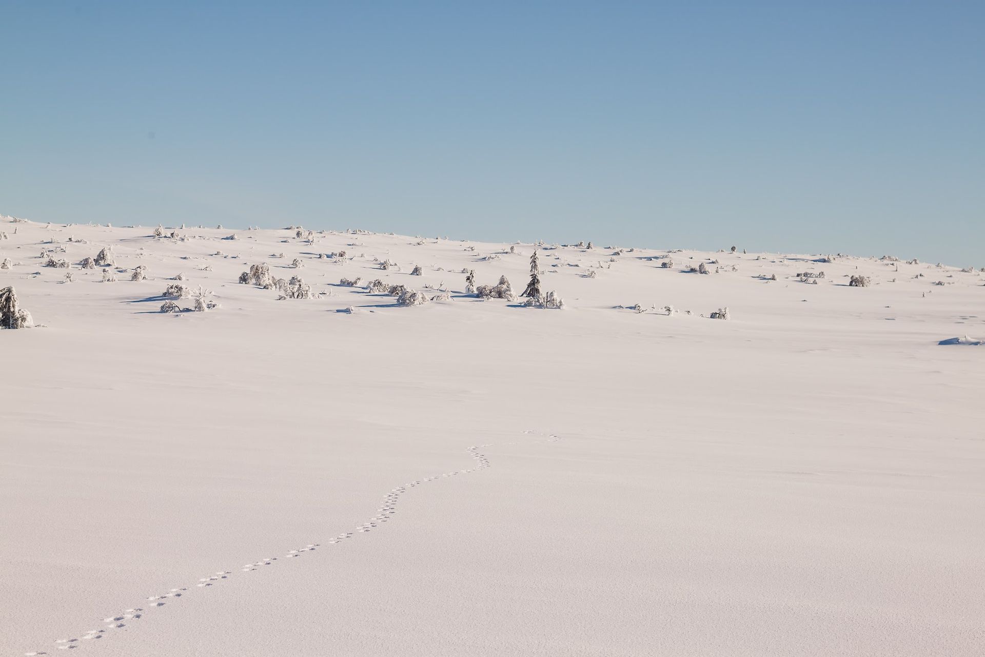 Tracks in the snow on the plateau