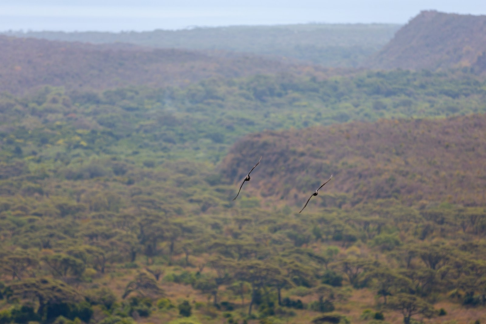 Savanne in de Rift Valley in Ethiopie