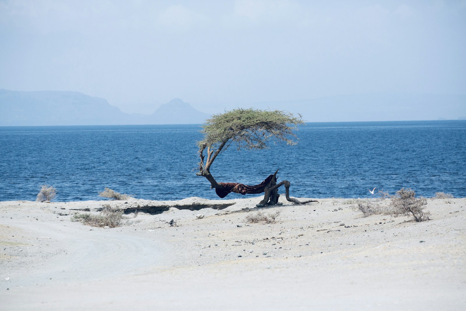 Acacia aan het water in Ethiopie