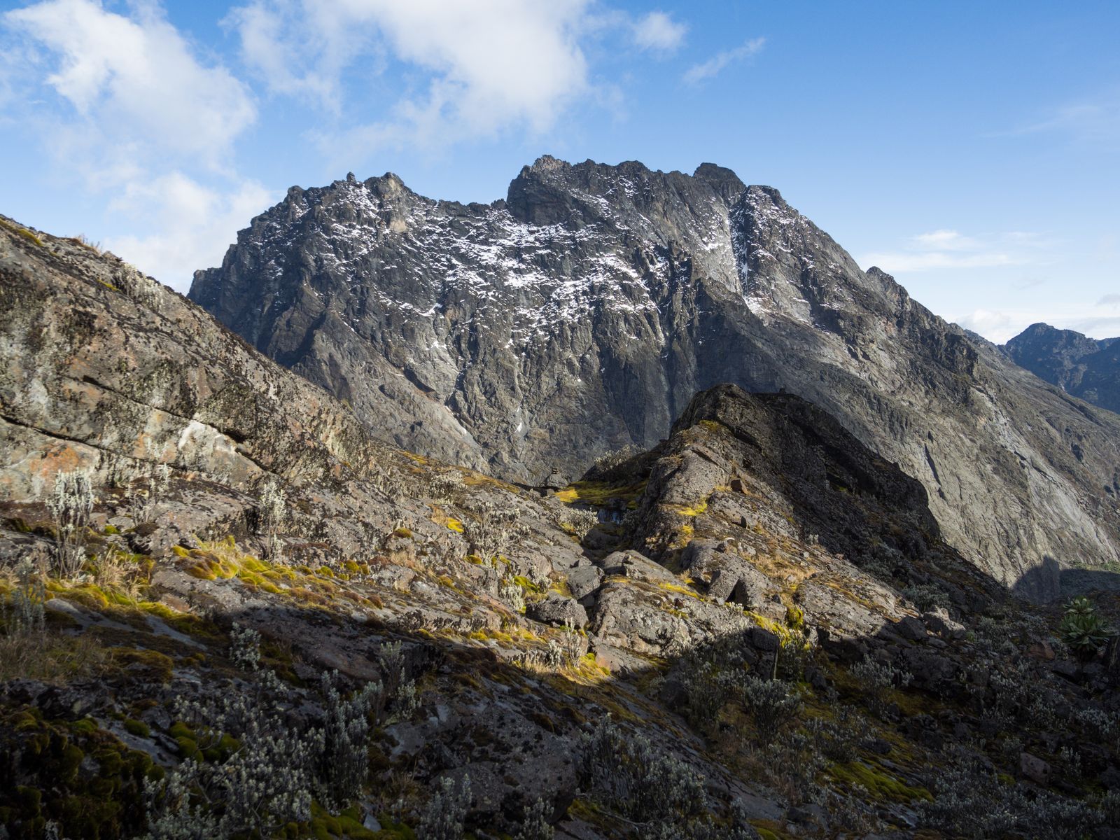Giant plants on Mount Baker, Rwenzori. Photo Rafał Kozubek, CC BY-SA 4.0