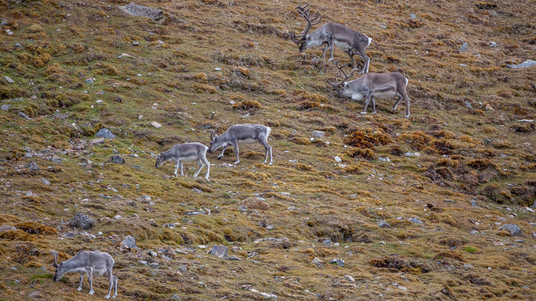 Rendieren op de zomertoendra van Spitsbergen