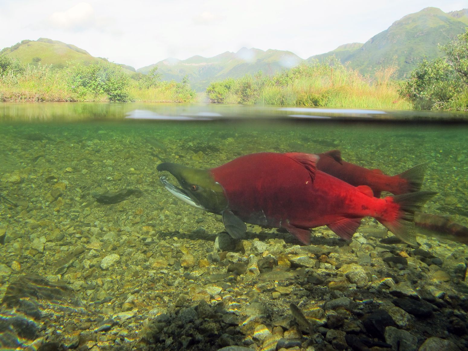 Sockeye salmon in a clear river with summer mountains in Alaska