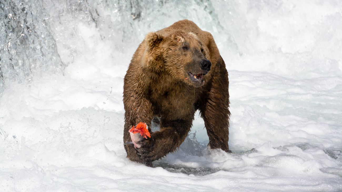 Brown bear catching salmon at Brooks Falls in Alaska