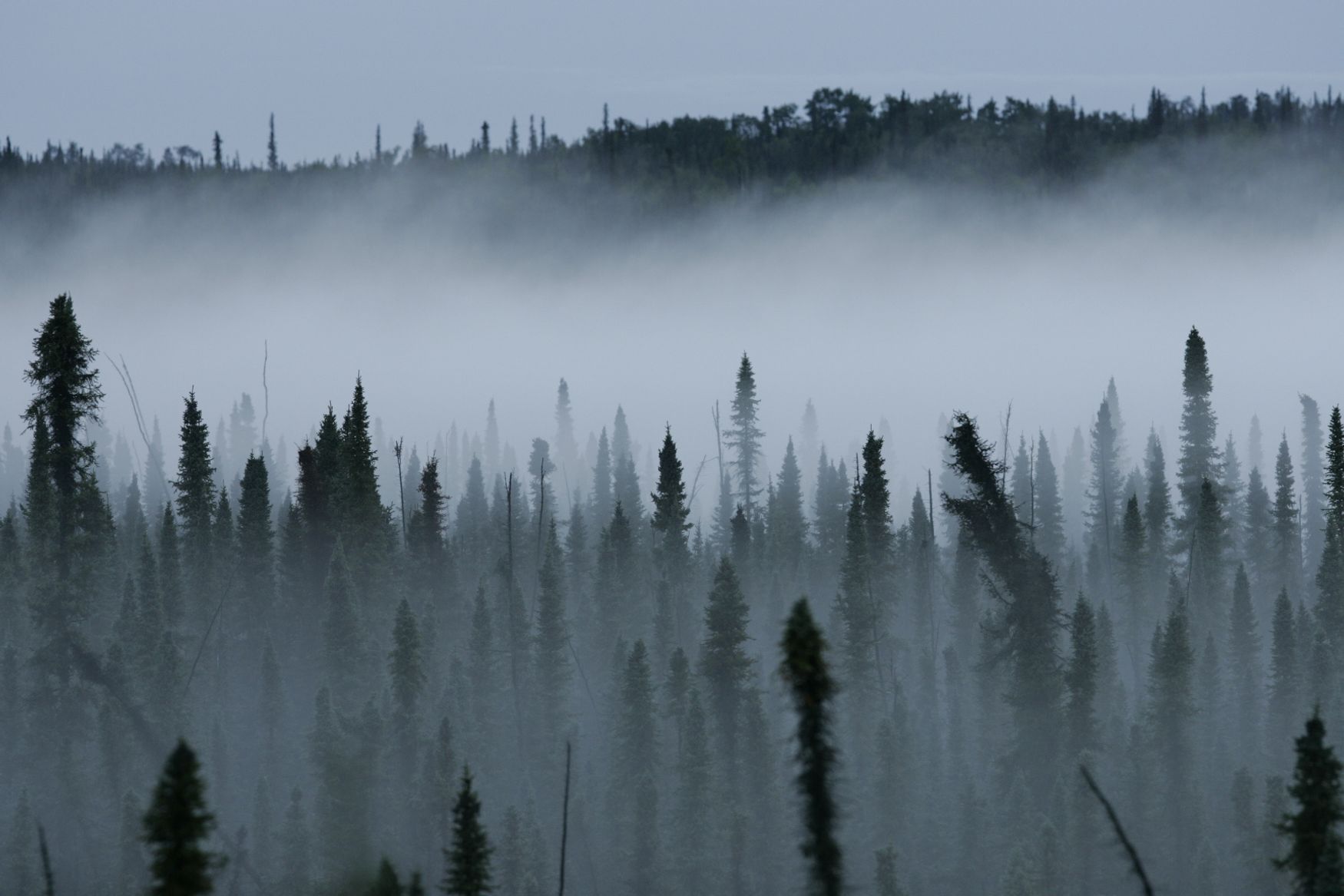 Boreal spruce forest in the mist in Alaska