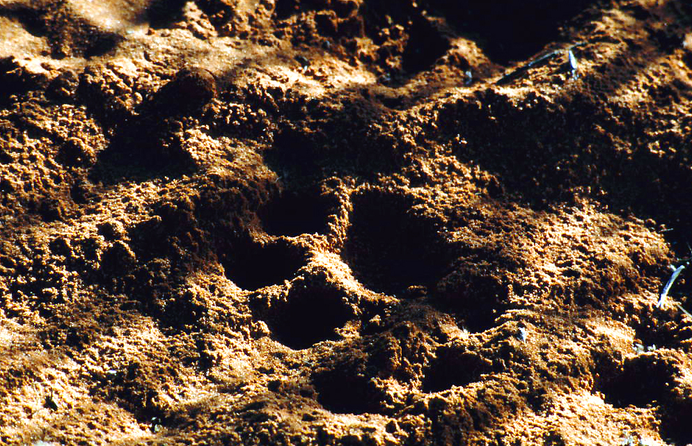 Lion track in the sand in the Okavango Delta