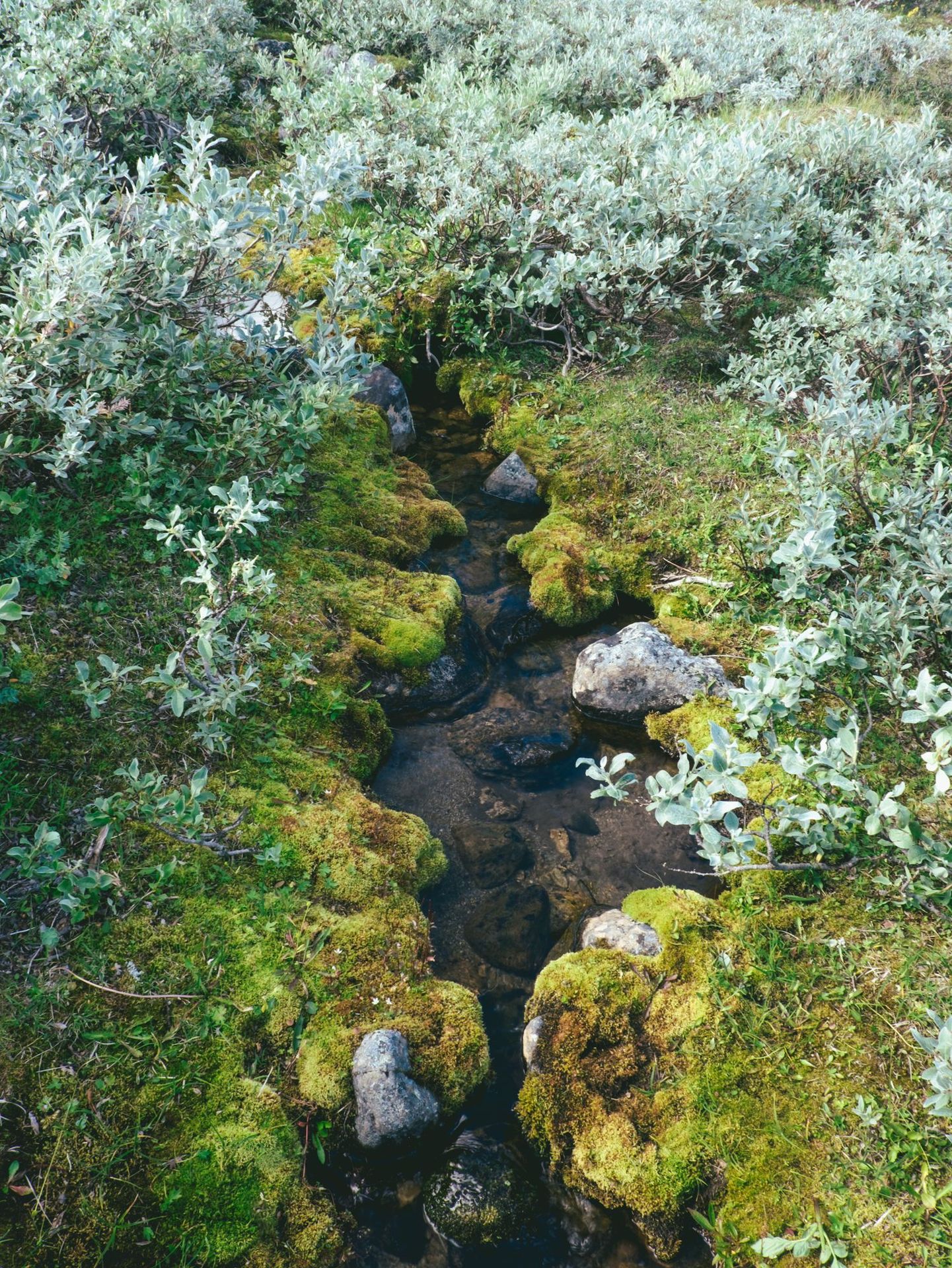 Stream between willows in Sarek