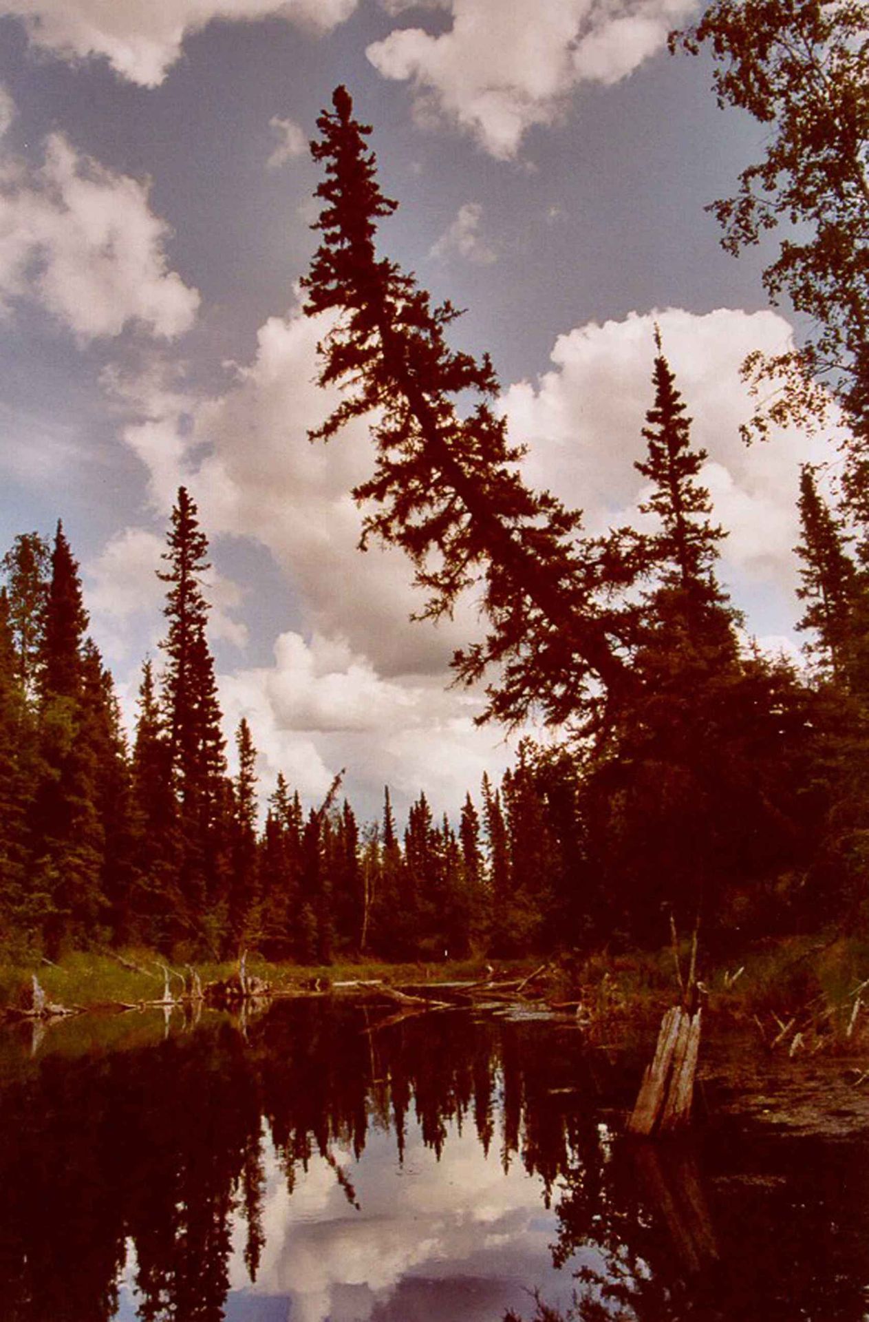 Boreaal naaldwoud met spiegelend water in Yukon