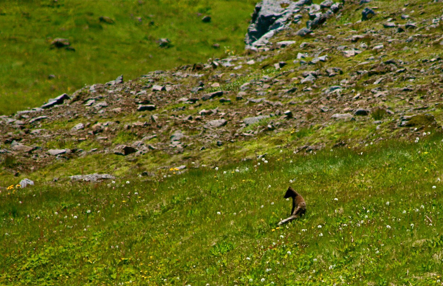 Arctic fox in the northwest of Iceland