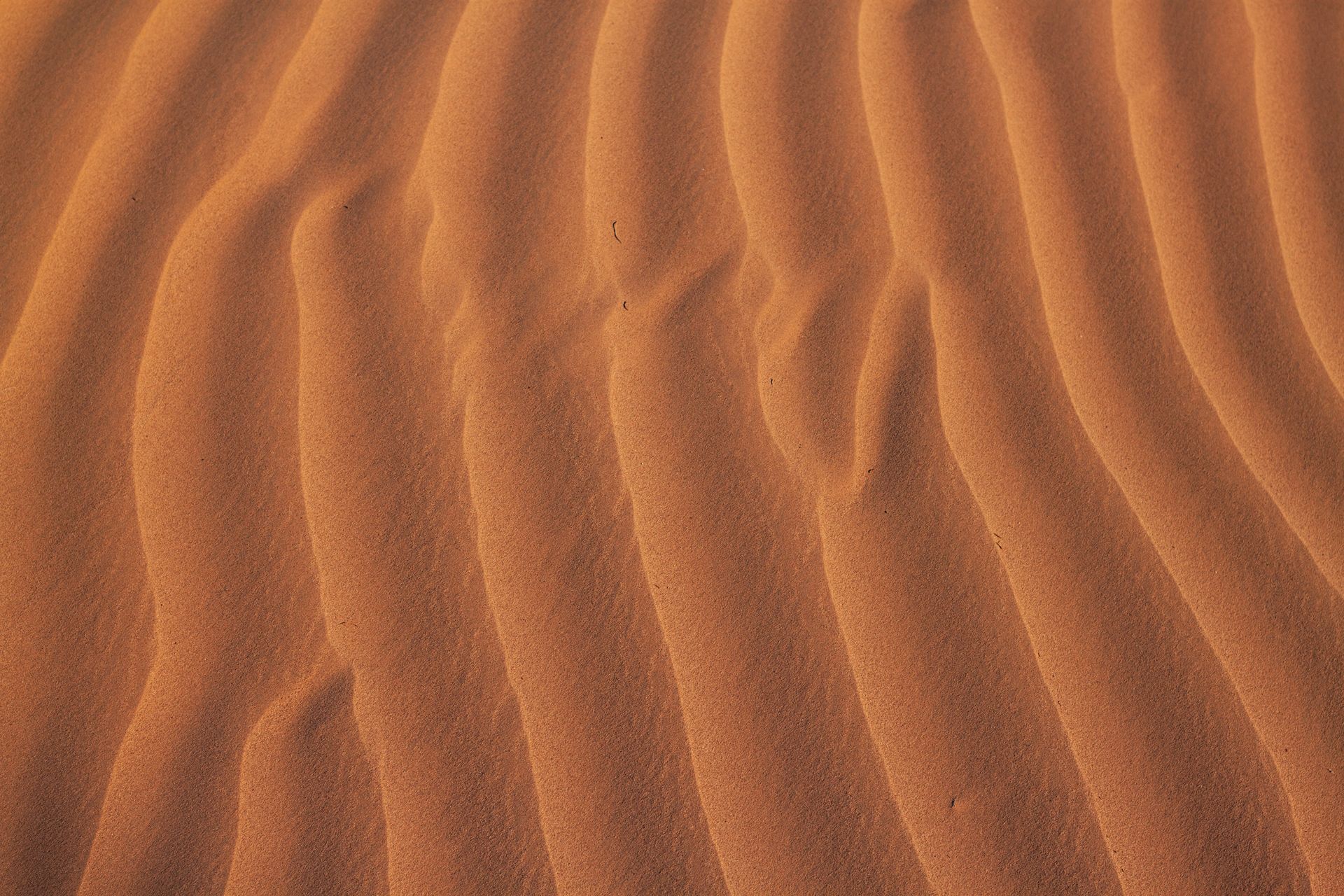 Expeditie Sahara