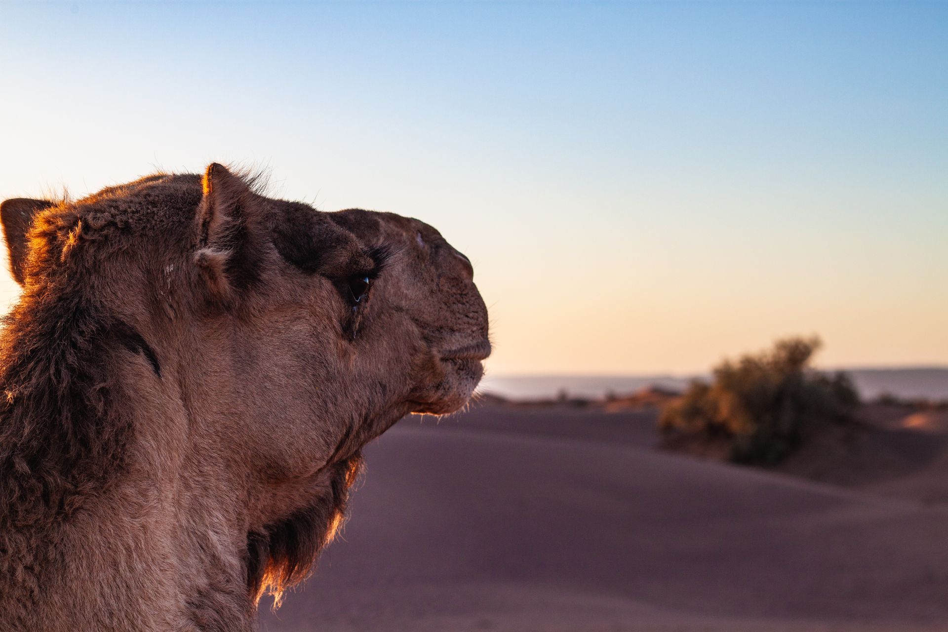 Expeditie Sahara