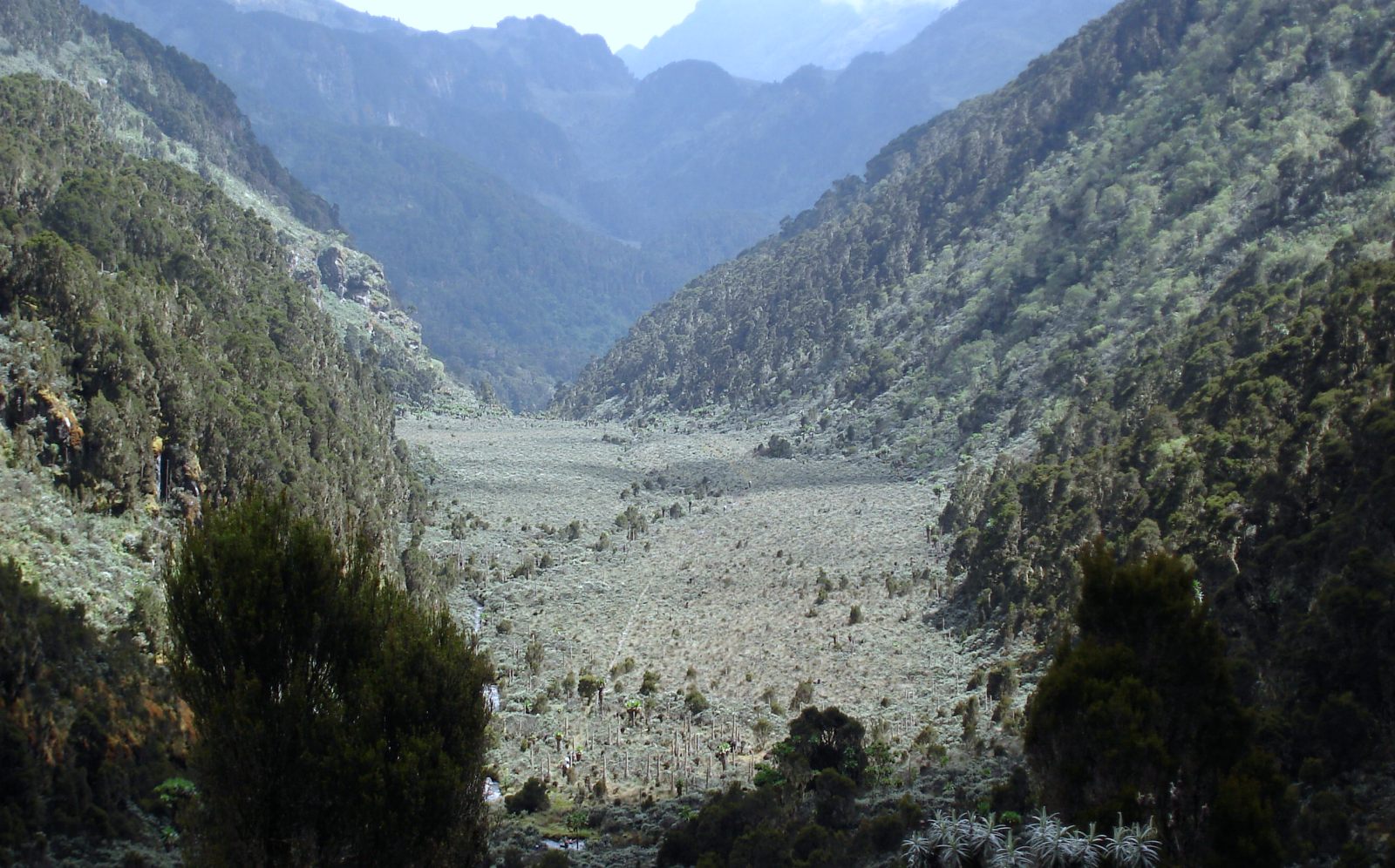 Valley in the Rwenzori Mountains with high altitude vegetation