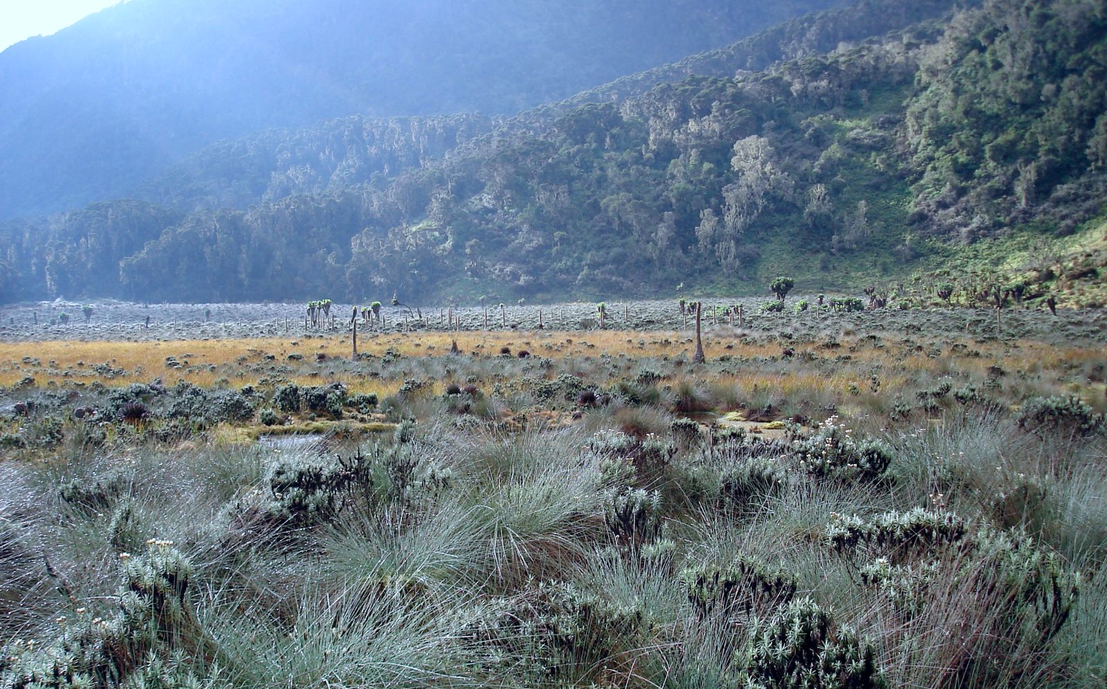 Bog plain with tussock grass in the Rwenzori Mountains
