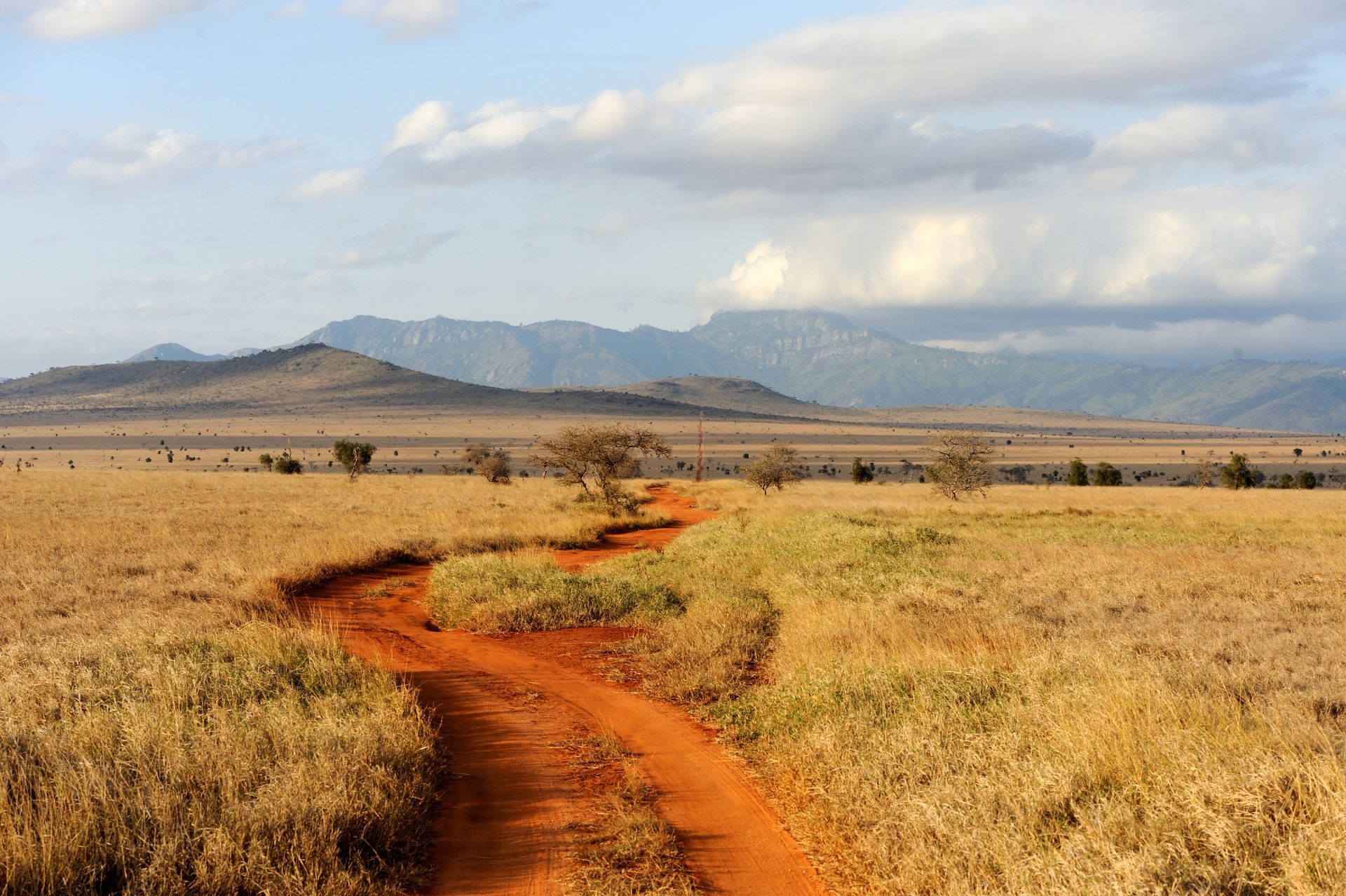 Savannah landscape in a national park in Kenya