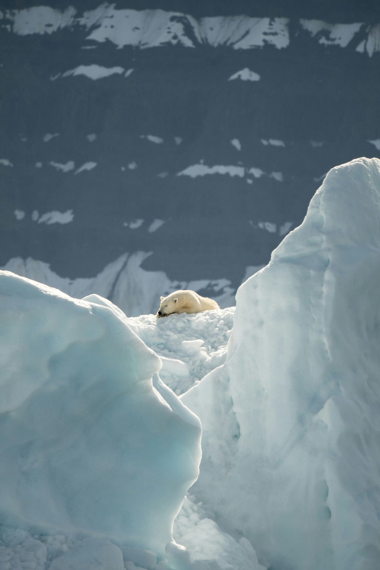 IJsbeer op pakijs voor de kust van Spitsbergen