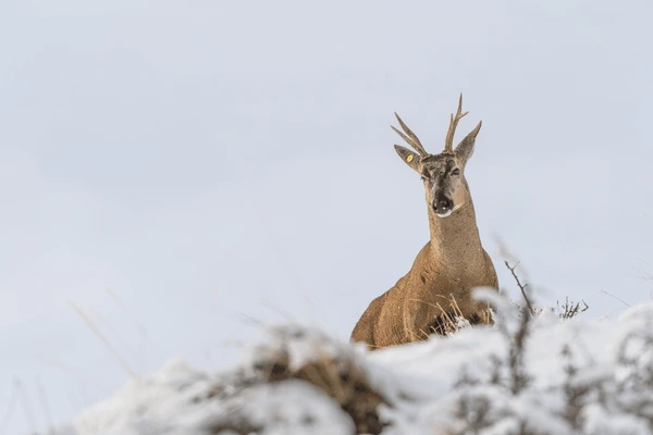 Huemul deer in Patagonia
